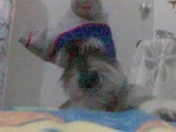 hutch es el primero de 4 angeles que llenaron nuestras vidas de dicha y felicidad en casa, hutch fue el regalo de un buen amigo, al llegar el pequeñin a casa lamentablemente tenia problemas de piel, desafortunadamente para el y para nosotros fue sometido a un tratamiento de casi un año, del cual salio muy bien y nos demostro sus ganas de vivir, lamentablemente perdio por asi decir su etapa de niño en veterinarios y no jugueteando como deberia de ser, hutch ahora es un pequeño demonio muy saludable, jugueton y travieso...
lamentablemente tambien debido a su problema de pequeño se convirtio en un cachorro muy solitario y solo juega cuando el quiere y pone el alto a sus hermanos o compañeros cuando el quiere tambien.... hutch es el primero de 4 angeles que llenaron nuestras vidas de dicha y felicidad en casa, hutch fue el regalo de un buen amigo, al llegar el pequeñin a casa lamentablemente tenia problemas de piel, desafortunadamente para el y para nosotros fue sometido a un tratamiento de casi un año, del cual salio muy bien y nos demostro sus ganas de vivir, lamentablemente perdio por asi decir su etapa de niño en veterinarios y no jugueteando como deberia de ser, hutch ahora es un pequeño demonio muy saludable, jugueton y travieso...
lamentablemente tambien debido a su problema de pequeño se convirtio en un cachorro muy solitario y solo juega cuando el quiere y pone el alto a sus hermanos o compañeros cuando el quiere tambien....